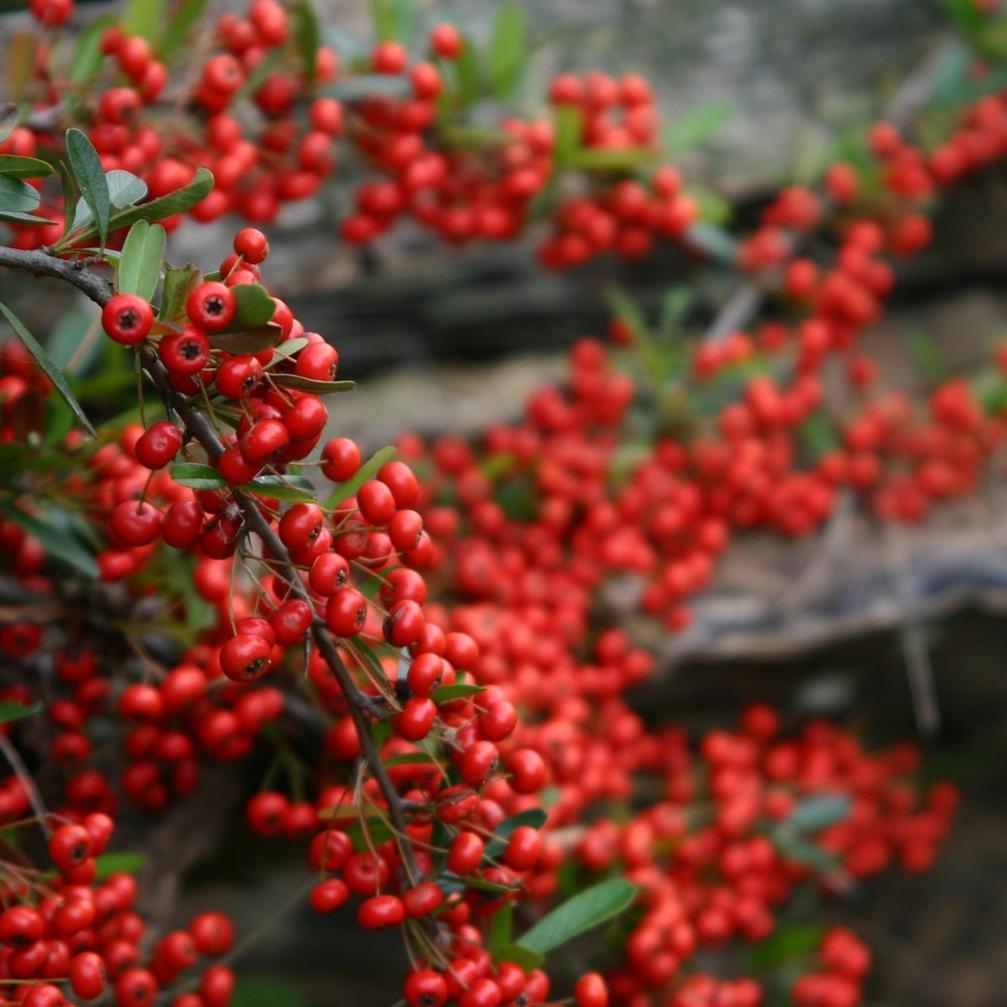 Cabanas Pyracantha Ескель Екстер'єр фото